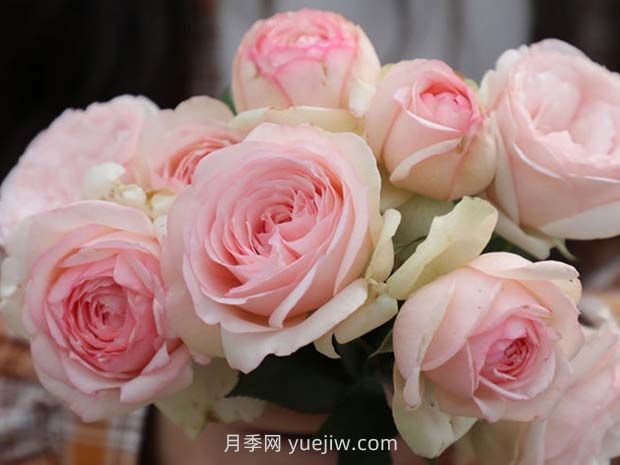 蒙娜麗莎月季的優(yōu)缺點(diǎn)是什么？(圖1)