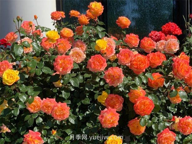 探索月季花如何適應(yīng)不同氣候條件的生長？(圖1)