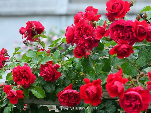 月季花的水肥管理要注意什么？(圖1)