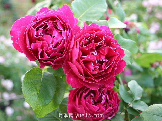 紫袍玉帶月季的優(yōu)缺點(diǎn)是什么？(圖1)