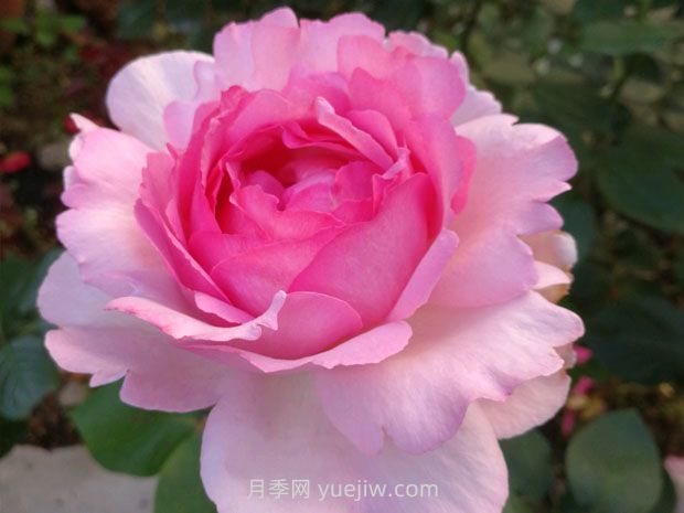 伊芙貴族香水月季的優(yōu)缺點(diǎn)是什么？(圖1)