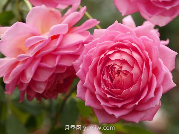 銀禧慶典月季的優(yōu)缺點是什么？(圖1)