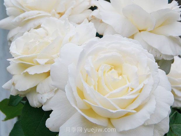 珍妮莫羅月季的優(yōu)缺點是什么？(圖1)