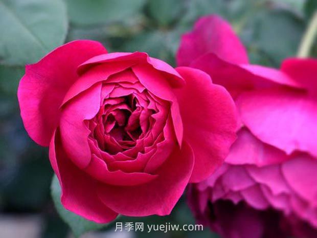 秋日胭脂月季的優(yōu)缺點(diǎn)是什么？(圖1)