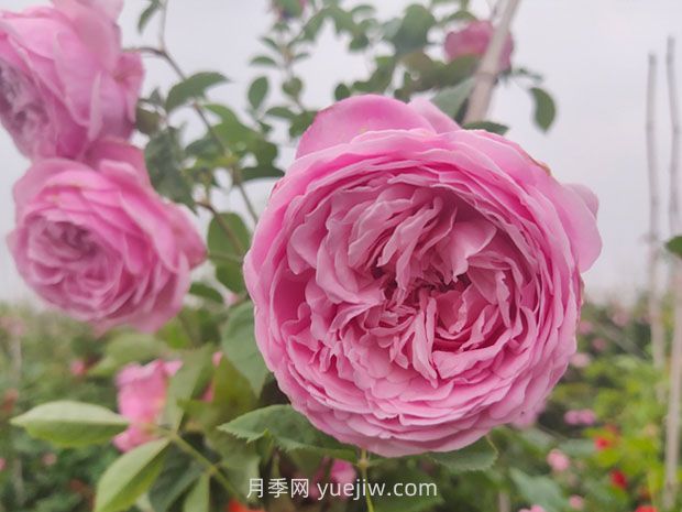 分享18種我種過的藤本月季的優(yōu)缺點(圖3)