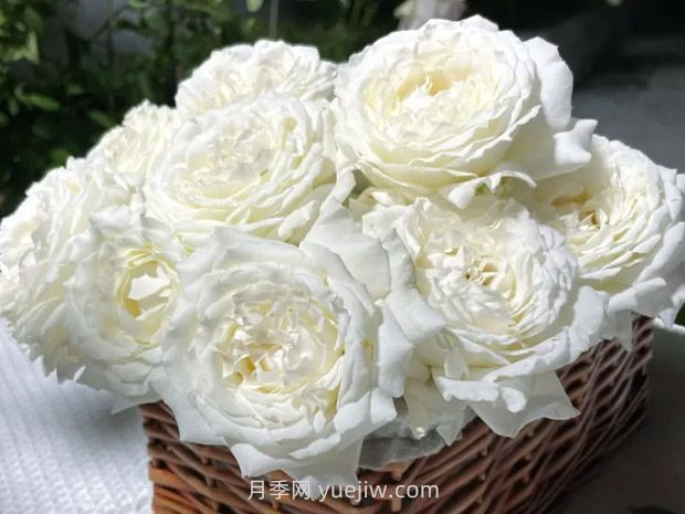 耐熱品種哪款強？兩廣花友強烈推薦3款月季(圖2)