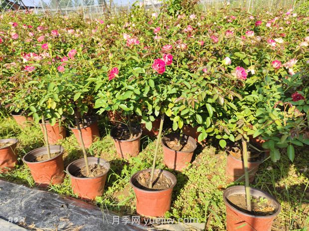 夏季月季管理做好這5點，長勢旺盛，秋花更美(圖2)