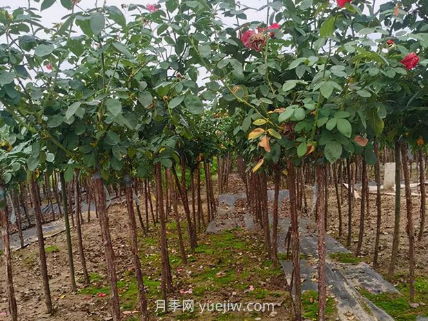 夏季月季管理做好這5點，長勢旺盛，秋花更美(圖3)
