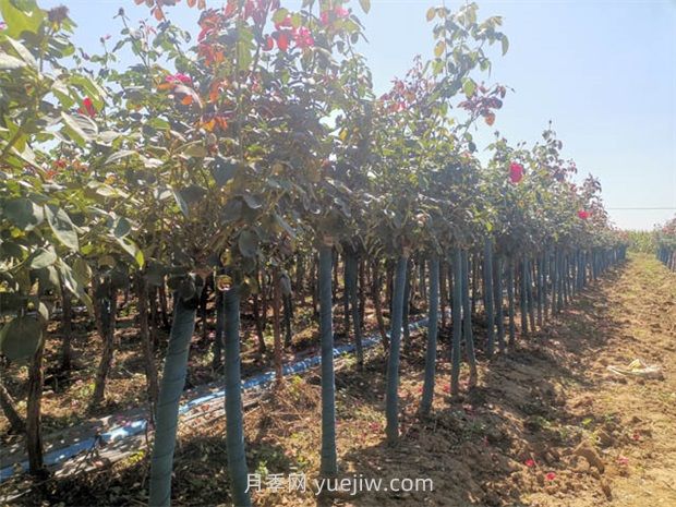 夏天月季施肥注意這3點，否則很容易黑桿(圖1)