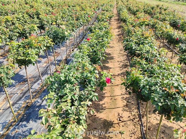 夏天月季施肥注意這3點，否則很容易黑桿(圖2)