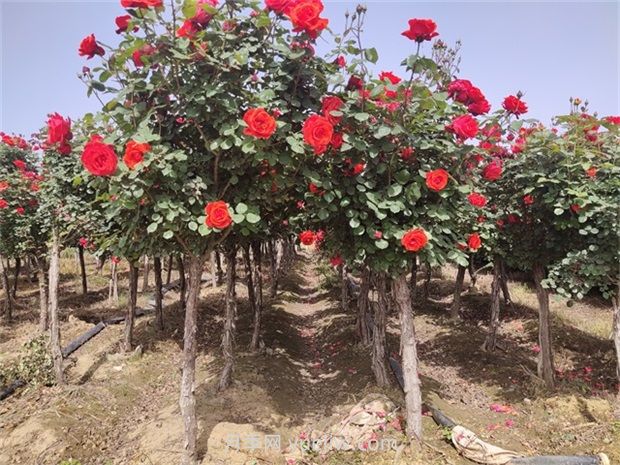 南陽樹狀月季開花少的原因有哪些？(圖1)
