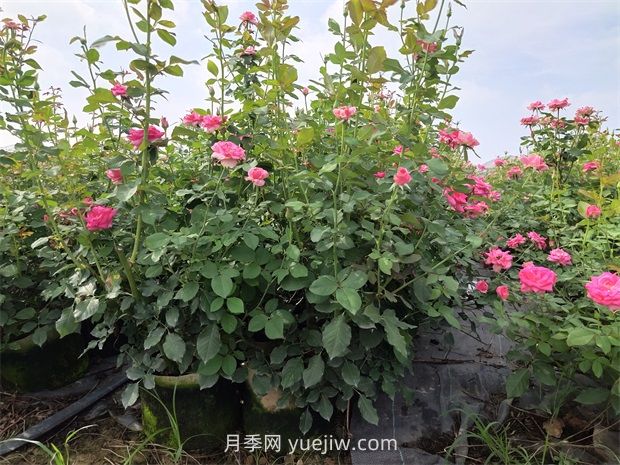 六月份月季花這樣養(yǎng)，下半年才能開的更旺(圖1)