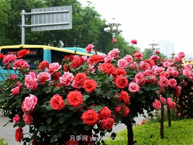 園林景觀樹木布置時需要注意哪些？(圖2)