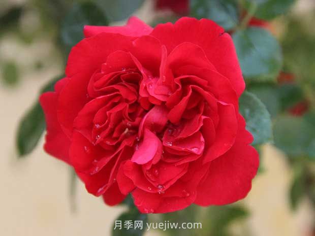 魯碩紅月季的優(yōu)缺點是什么？(圖1)