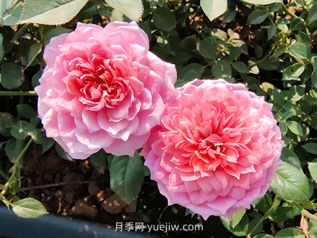 鈴之妖精月季怎么樣，有哪些優(yōu)缺點(diǎn)？(圖1)