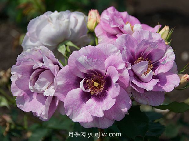 萬眾矚目月季的優(yōu)缺點(diǎn)是什么？(圖1)