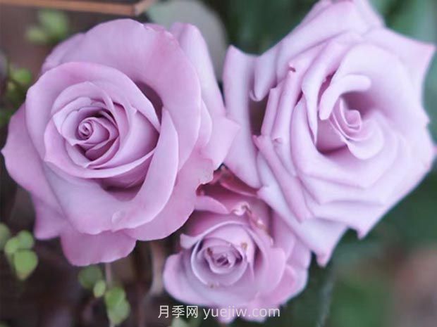 海洋之歌月季的優(yōu)缺點(diǎn)？適合新手養(yǎng)殖嗎？(圖1)