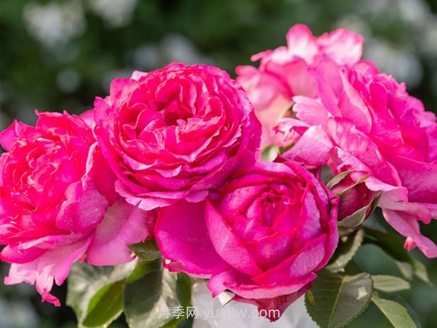 伊芙伯爵月季的優(yōu)缺點(diǎn)是什么？(圖1)