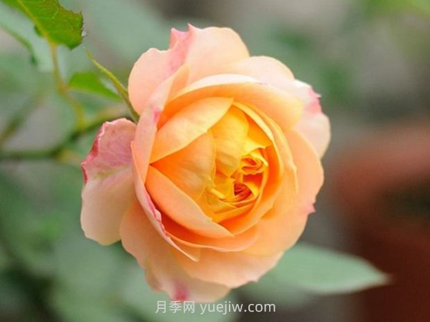 浪漫寶貝月季的優(yōu)缺點是什么？(圖1)
