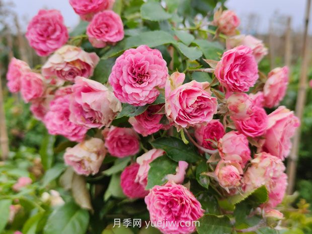 胭脂扣月季花的優(yōu)缺點是什么？(圖1)