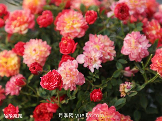 躲躲藏藏月季的優(yōu)缺點(diǎn)是什么？(圖1)
