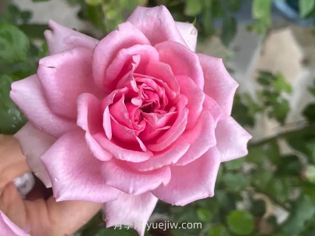 龐巴度月季的優(yōu)缺點(diǎn)是什么？(圖1)