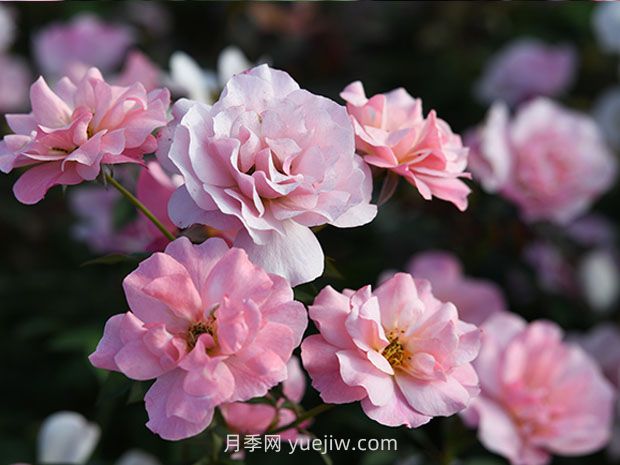 春朝月季的優(yōu)缺點(diǎn)是什么？(圖1)