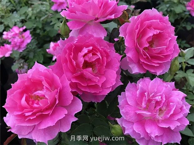 天方夜譚月季的優(yōu)缺點(diǎn)是什么？(圖1)