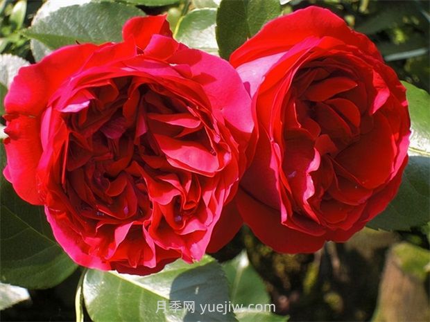 紅色龍沙寶石月季的優(yōu)缺點(diǎn)是什么？(圖1)