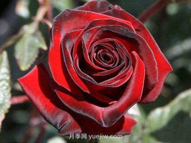 黑魔術(shù)月季的優(yōu)缺點(diǎn)是什么？(圖1)