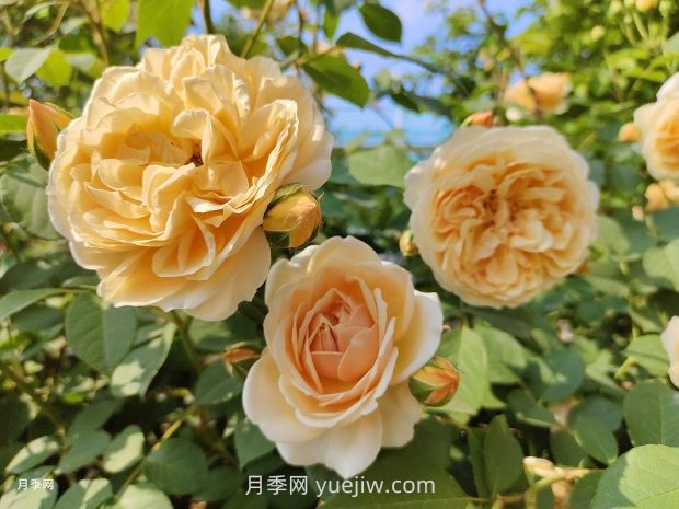 瑪格麗特王妃月季的優(yōu)缺點是什么？(圖1)