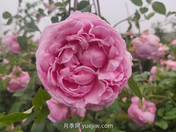 藤本月季自由精神的優(yōu)缺點全總結(jié)(圖1)