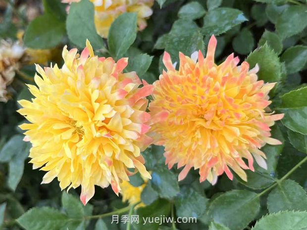 煙花波浪月季的優(yōu)缺點(diǎn)是什么？(圖1)