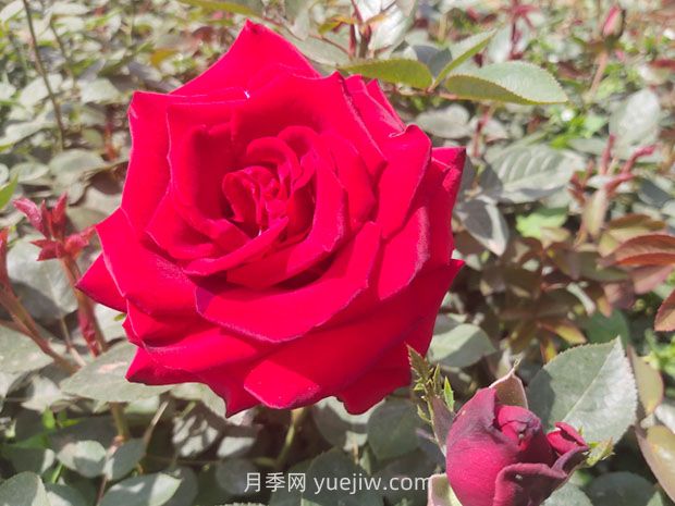 卡羅拉月季的優(yōu)缺點是什么？(圖1)