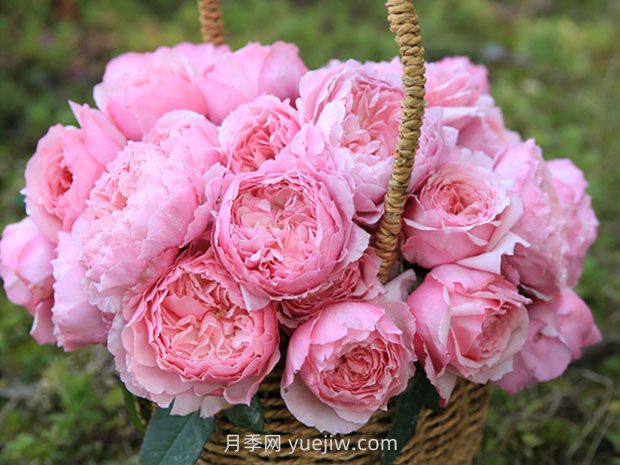 美咲月季的優(yōu)缺點(diǎn)是什么？(圖1)