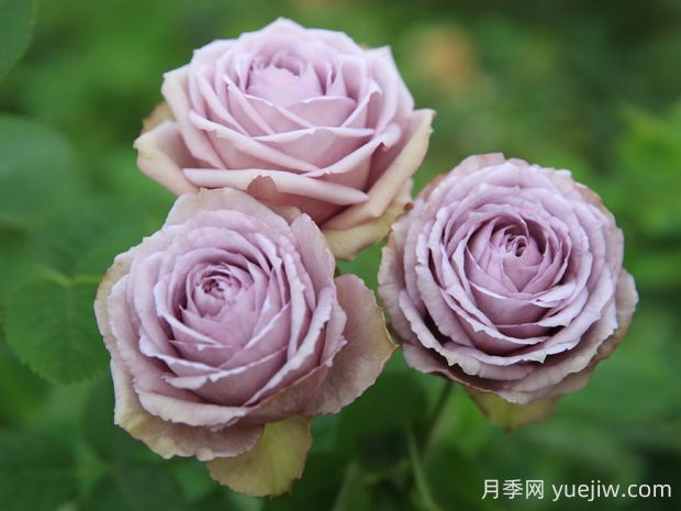 紫丁香月季的優(yōu)缺點是什么？(圖1)