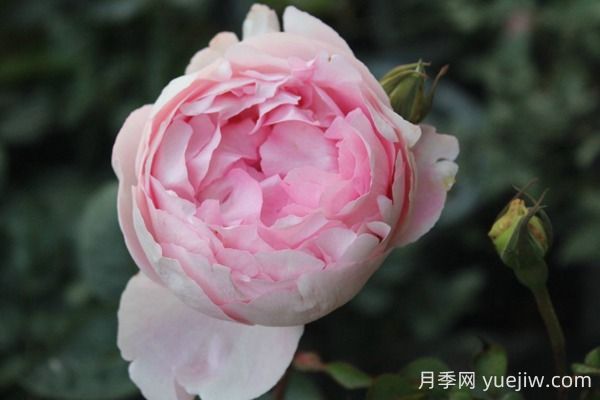 伊芙雪伯爵月季的優(yōu)缺點(diǎn)是什么？(圖1)