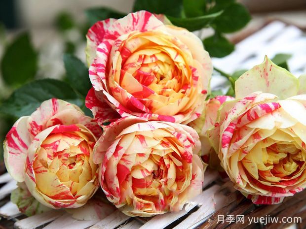 狂歡派對(duì)月季的優(yōu)缺點(diǎn)是什么？(圖1)