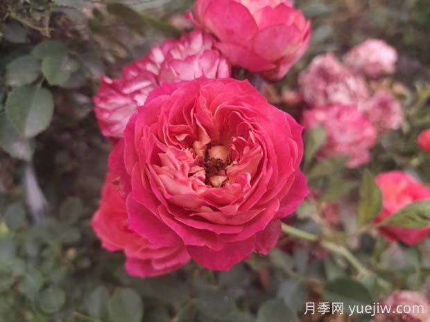 藤寶貝月季是大藤本嗎，藤寶貝有什么優(yōu)缺點？(圖1)