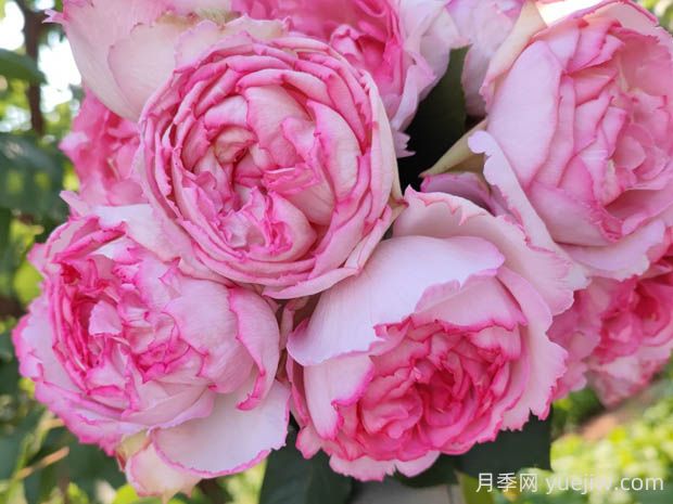 伊芙繁華都市月季的優(yōu)缺點是什么？(圖1)