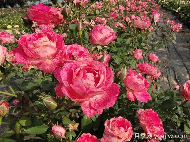 雪花肥牛月季有哪些優(yōu)缺點？(圖1)