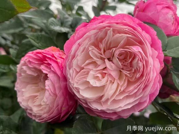 康斯坦茨月季的優(yōu)缺點是什么？(圖1)