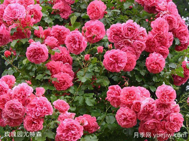 玫瑰園尤特森月季的優(yōu)缺點(diǎn)是什么？(圖1)