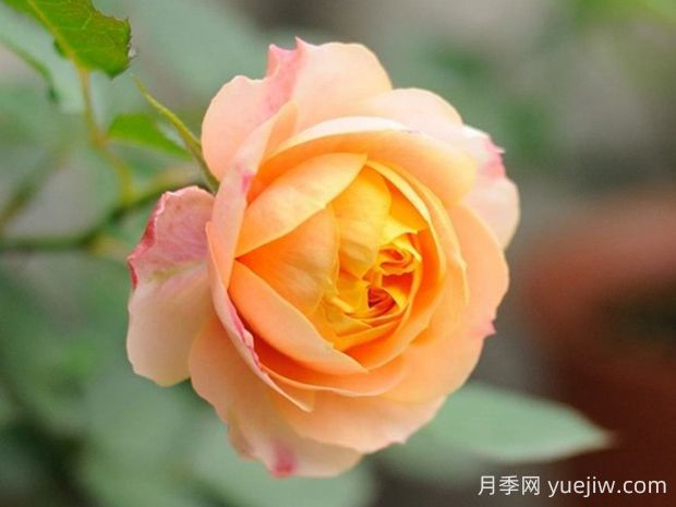 浪漫寶貝月季優(yōu)缺點有哪些？為何如此火爆(圖1)