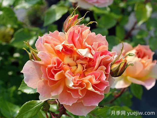 南瓜燈籠月季的優(yōu)缺點有哪些？顏色迷人(圖1)