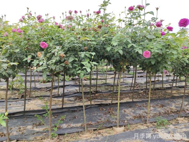 棒棒糖月季養(yǎng)殖要注意些什么？棒棒糖月季優(yōu)缺點是什么？(圖1)