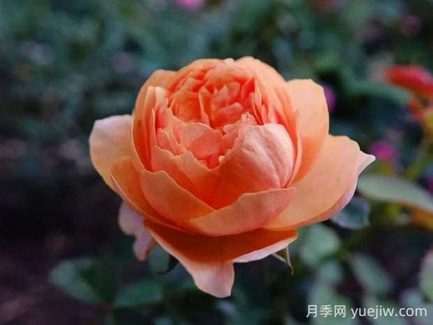 溫柔珊瑚心月季的優(yōu)缺點是什么？(圖1)