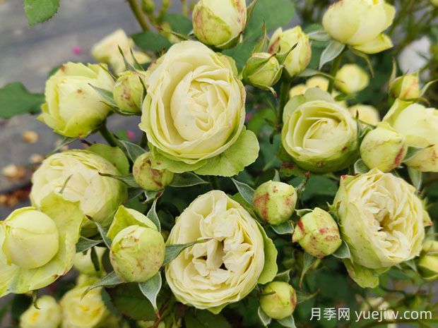 奶油龍沙月季的優(yōu)缺點是什么？(圖1)