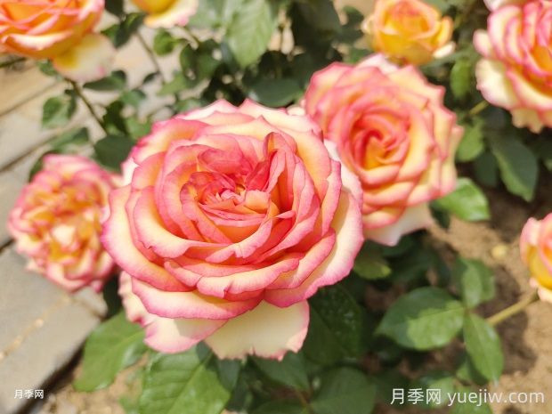 阿班斯月季的優(yōu)缺點(diǎn)是什么？(圖1)