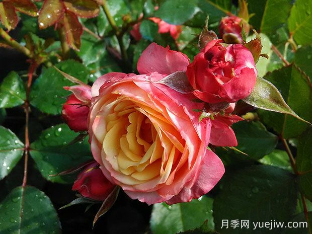 浪漫比克月季的優(yōu)缺點(diǎn)是什么？(圖1)